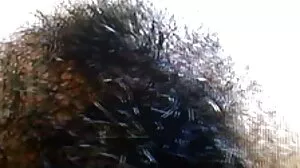 இரண்டு பெரிய ஜூசி பிட்டம் லத்தினாஸ் லெவ்ட் பேப்ஸ்